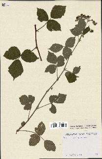 spécimen de Rubus caesius x ulmifolius