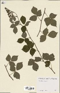 spécimen de Rubus caesius x ulmifolius