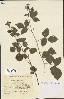 spécimen de Rubus caesius x ulmifolius