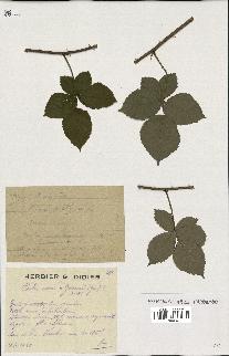 spécimen de Rubus godronii