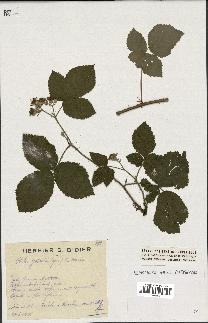 spécimen de Rubus godronii