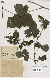 spécimen de Rubus sp.
