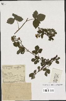 spécimen de Rubus sp.