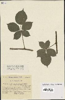 spécimen de Rubus sp.