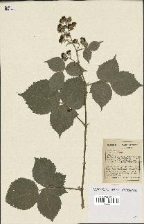 spécimen de Rubus sp.