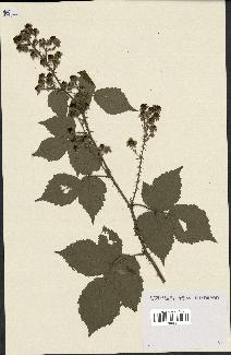 spécimen de Rubus caesius x ulmifolius