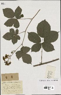 spécimen de Rubus caesius x montanus