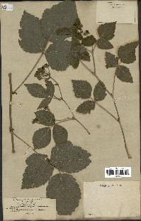 spécimen de Rubus caesius