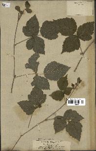 spécimen de Rubus caesius