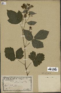 spécimen de Rubus centiformis