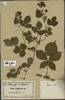 spécimen de Rubus carpinifolius