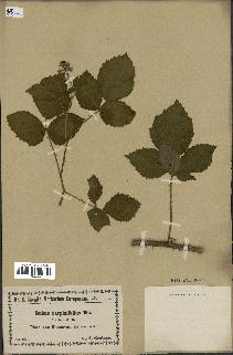 spécimen de Rubus carpinifolius