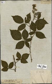 spécimen de Rubus carpinifolius