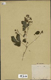 spécimen de Rubus sp.