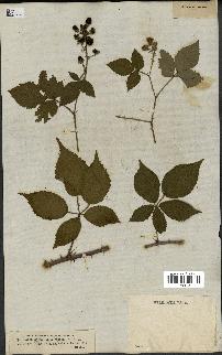 spécimen de Rubus carpinifolius