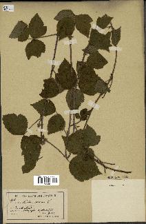 spécimen de Rubus sp.