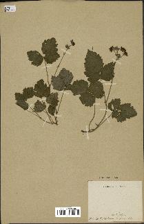 spécimen de Rubus sp.