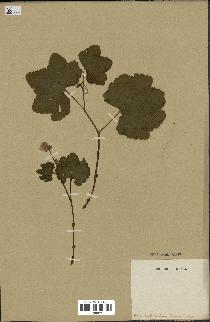 spécimen de Rubus sp.
