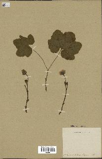 spécimen de Rubus sp.