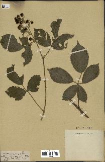 spécimen de Rubus coarctatus