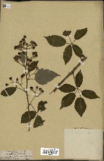 spécimen de Rubus coarctatus