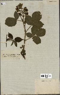 spécimen de Rubus carpinifolius