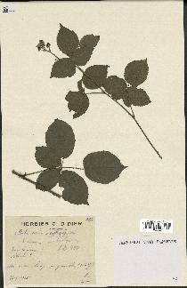 spécimen de Rubus caesius x ulmifolius