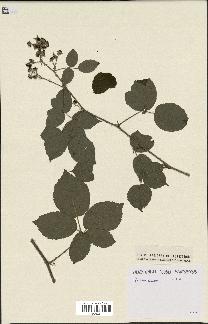 spécimen de Rubus caesius x ulmifolius