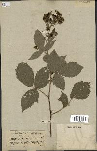 spécimen de Rubus candicans