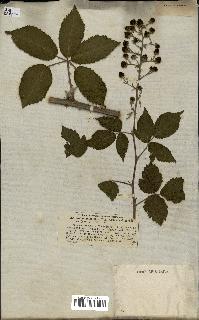 spécimen de Rubus candicans