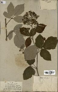 spécimen de Rubus candicans