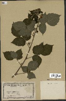 spécimen de Rubus warmingii