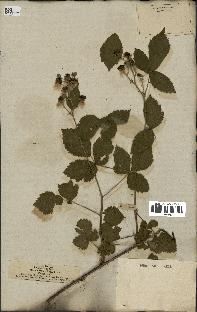 spécimen de Rubus caesius