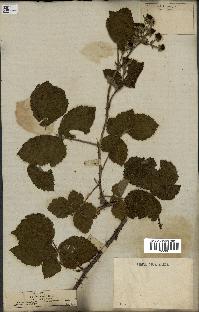 spécimen de Rubus caesius