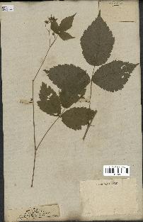 spécimen de Rubus caesius