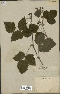 spécimen de Rubus caesius