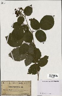 spécimen de Rubus thyrsiflorus