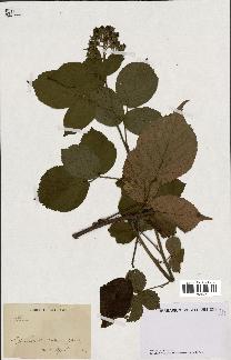 spécimen de Rubus sp.
