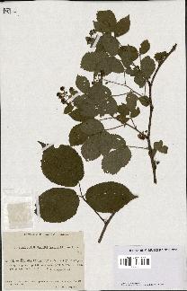 spécimen de Rubus scaber