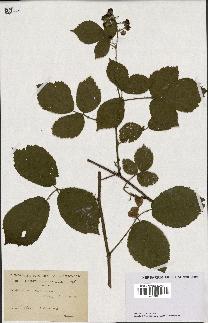 spécimen de Rubus scaber