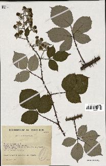 spécimen de Rubus bifrons