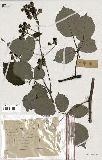 spécimen de Rubus bifrons