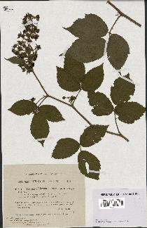 spécimen de Rubus chlorostachys