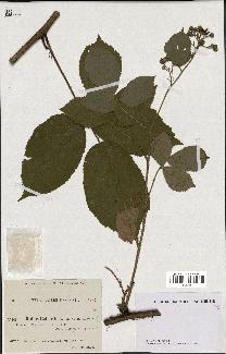 spécimen de Rubus bellardii