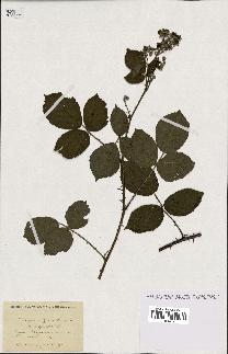 spécimen de Rubus rufescens