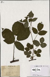 spécimen de Rubus scaber