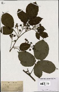 spécimen de Rubus hirtus