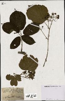 spécimen de Rubus hirtus