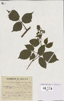 spécimen de Rubus hirtus