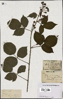 spécimen de Rubus hirtus